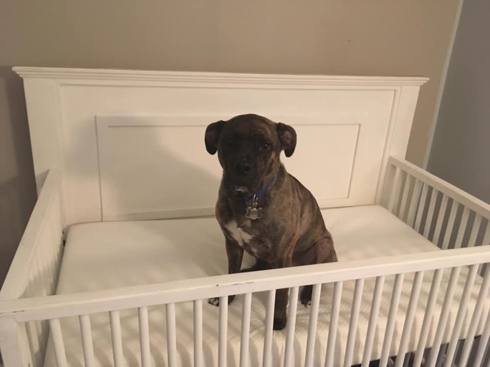 Built a Crib for my incoming baby, tested by the closest thing I have to a baby