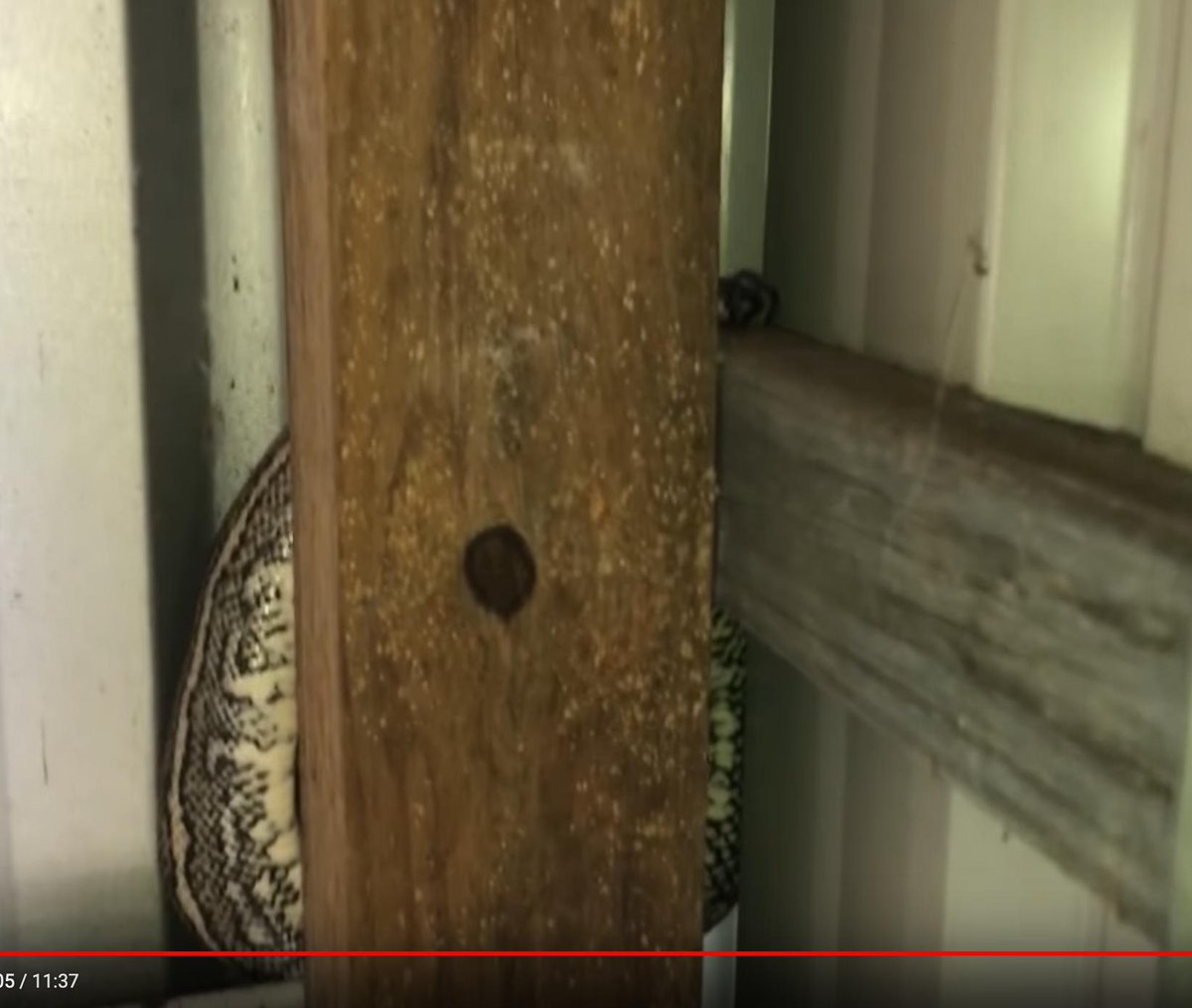 Yesterday I was watching an Aussie woodworking video on YouTube, and the guy casually pauses to point out the 12 foot long python crawling around his shop, then got back to work. Australia.