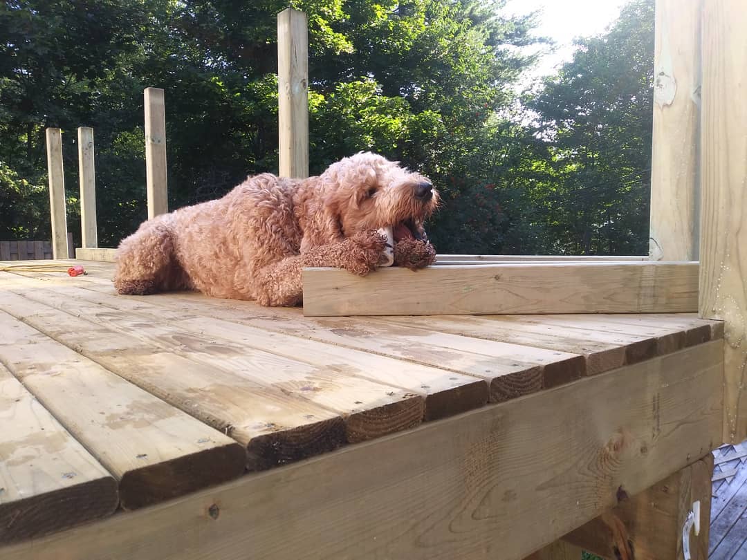 Big help. goldendoodle dog pup woodworking carpentry deck buddy