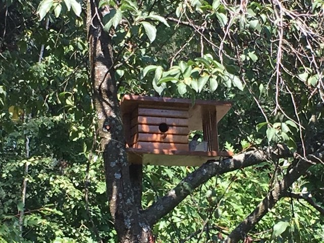 Birdhouse I made with my daughter. the project spied in one of the posts