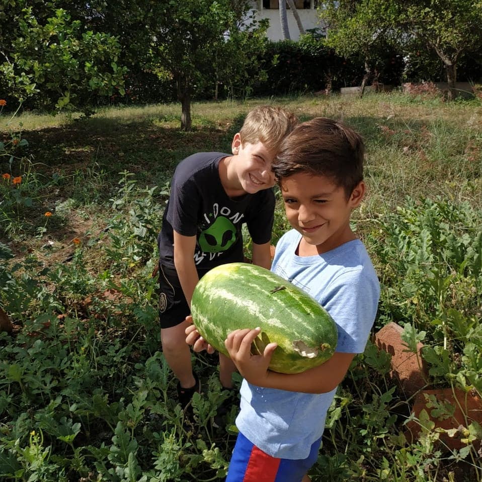 Yesterday the kids are the second watermelon from the garden they planted a little while ago. wald…