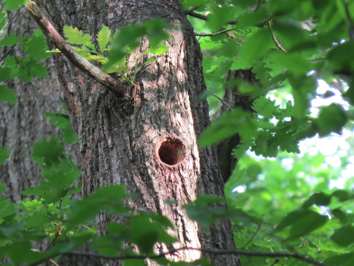 Woodpeckers – masters of woodworking Apart from its beauty, what struck me most about this nest was the orientation the afternoon sun shone precisely over the entrance, thereby keeping the chicks warm. We call this passive solar design – in nature, its inherent wisdom.