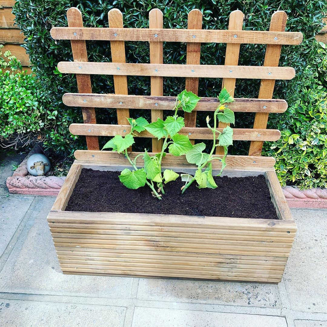 Just knocked this little planter up to grow some cucumbers in woodworking woodworker woodworking…